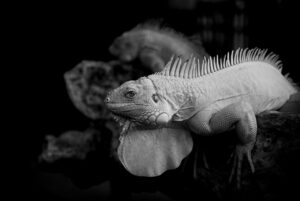 20代におすすめの育毛と養毛剤の違いとは？