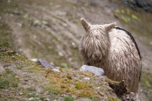 前髪ボリュームを出すためのおすすめスタイリング方法は？