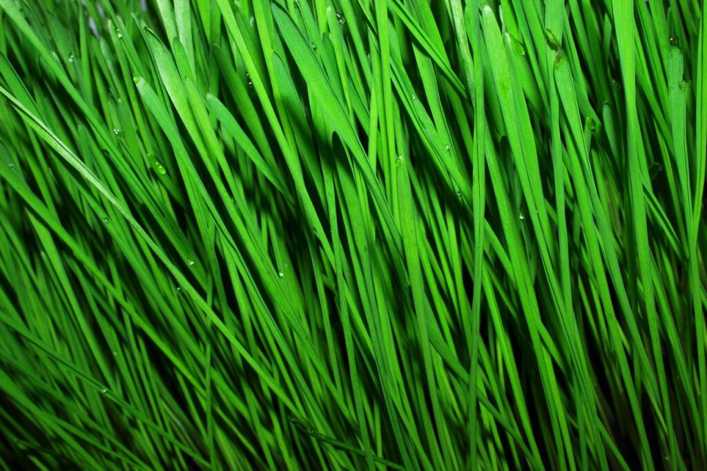 頭皮クレンジングのやり方で効果的なステップは？