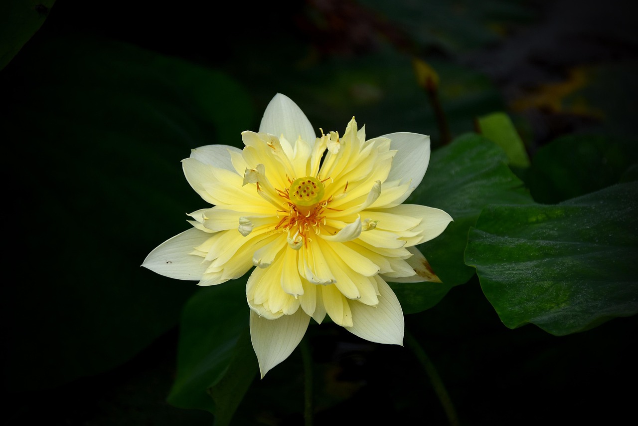 アロマを使った薄毛対策でリラックスする方法は？