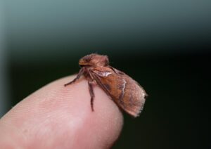 20代の夜更かしが引き起こす抜け毛の原因とは？